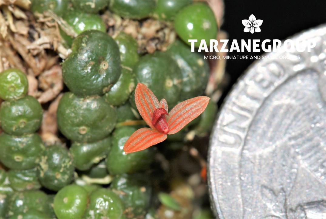 Bulb moniliforme ぶつぶつミニチュアオーキッド珍奇植物エクアドル