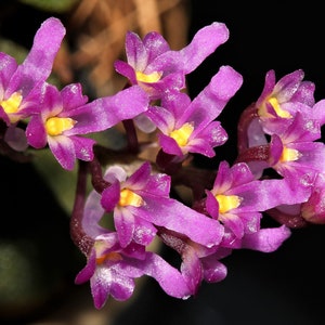 SCHOENORCHIS FRAGRANS Mini Miniature Orchid Mounted