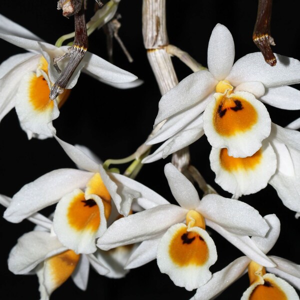 DENDROBIUM BENSONIAE Orchid Species Mounted Plant