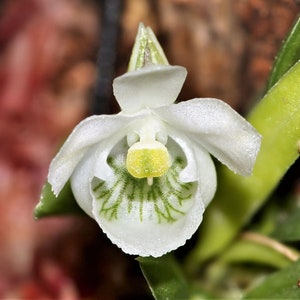 CENTROGLOSSA MACROCERAS Miniature Orchid Mounted