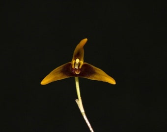 MASDEVALLIA PLANTAGINEA Miniature Orchid Mounted