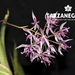 May include: Close-up of a cluster of delicate, light purple orchids with pointed petals and dark purple centers. The image includes the text "TAKZANEGROUP MICRO MINIATURE AND SMALL ORCHIDS" on a black background.