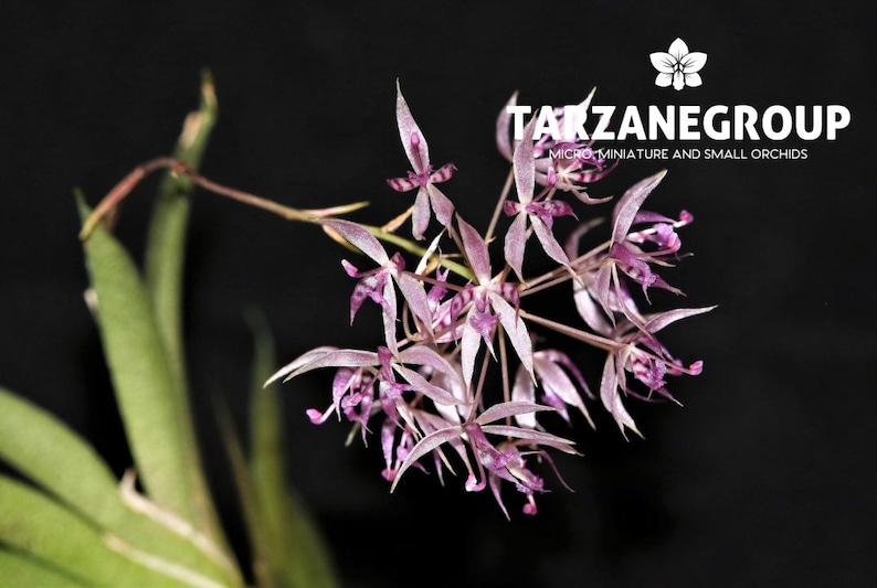 May include: Close-up of a cluster of delicate, light purple orchids with pointed petals and dark purple centers. The image includes the text "TAKZANEGROUP MICRO MINIATURE AND SMALL ORCHIDS" on a black background.