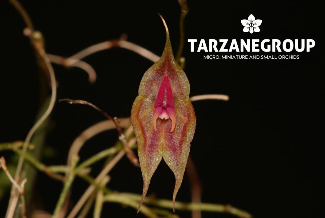 LEPANTHES VICTORGONZALEZII Miniature Orchid Mounted - Etsy