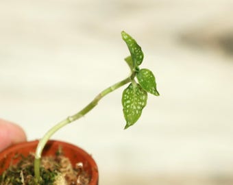 MICROCHILUS PALACEUS Small Terrestrial Jewel Orchid Potted