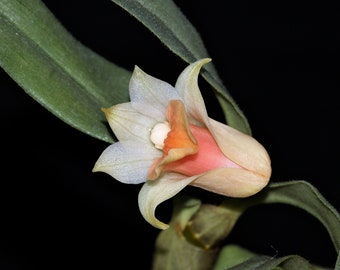 DENDROBIUM BELLATULUM Small Orchid Mounted