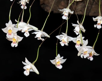 DENDROBIUM EXTINCTORIUM / CONCHIDIUM Extinctoria Micro Miniature Orchid Mounted