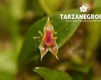 LEPANTHES TETRAPUS Miniature Orchid Mounted