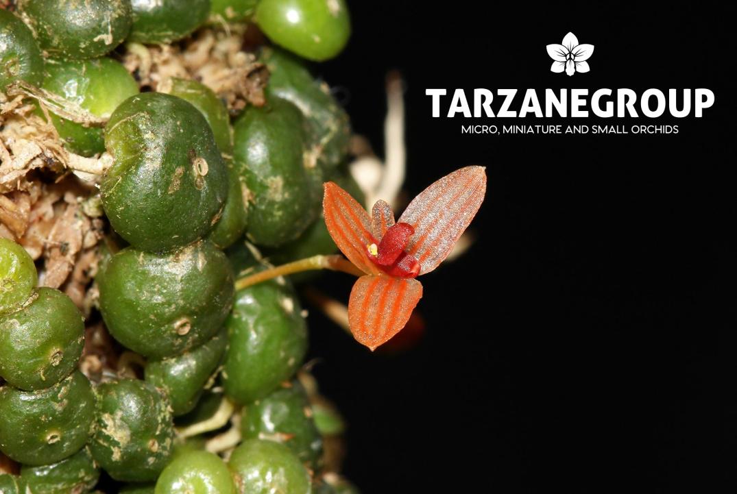 BULBOPHYLLUM MONILIFORME Micro Miniature Orchid Mounted - Etsy