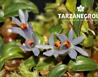 DENDROBIUM PARVULUM BLUE Micro Miniature Orchid Seedling Mounted