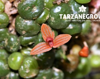 BULBOPHYLLUM MONILIFORME Micro Miniature Orchid Mounted