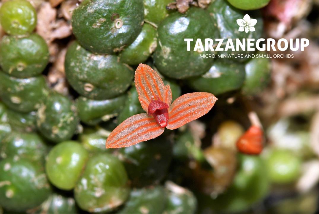 Bulb moniliforme ぶつぶつミニチュアオーキッド珍奇植物エクアドル Bulb moniliforme ぶつぶつミニチュアオーキッド珍奇植物エクアドル