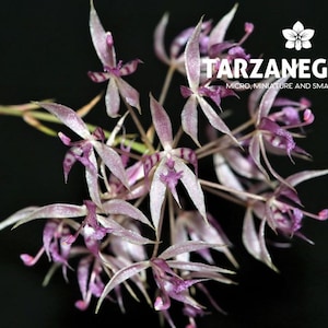 May include: Close-up of a cluster of delicate, light purple orchids with slender, pointed petals and dark purple markings. The flowers are set against a black background. The image includes the text "TARZANEGROUP" and "MICRO, MINIATURE AND SMALL ORCHIDS".