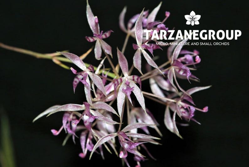 May include: Close-up of a cluster of delicate, light purple orchids with slender, pointed petals and dark purple markings. The flowers are set against a black background. The image includes the text "TARZANEGROUP" and "MICRO, MINIATURE AND SMALL ORCHIDS".