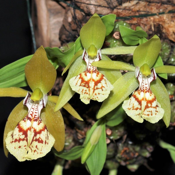 COELOGYNE SCHILLERIANA Small Orchid Mounted Plants