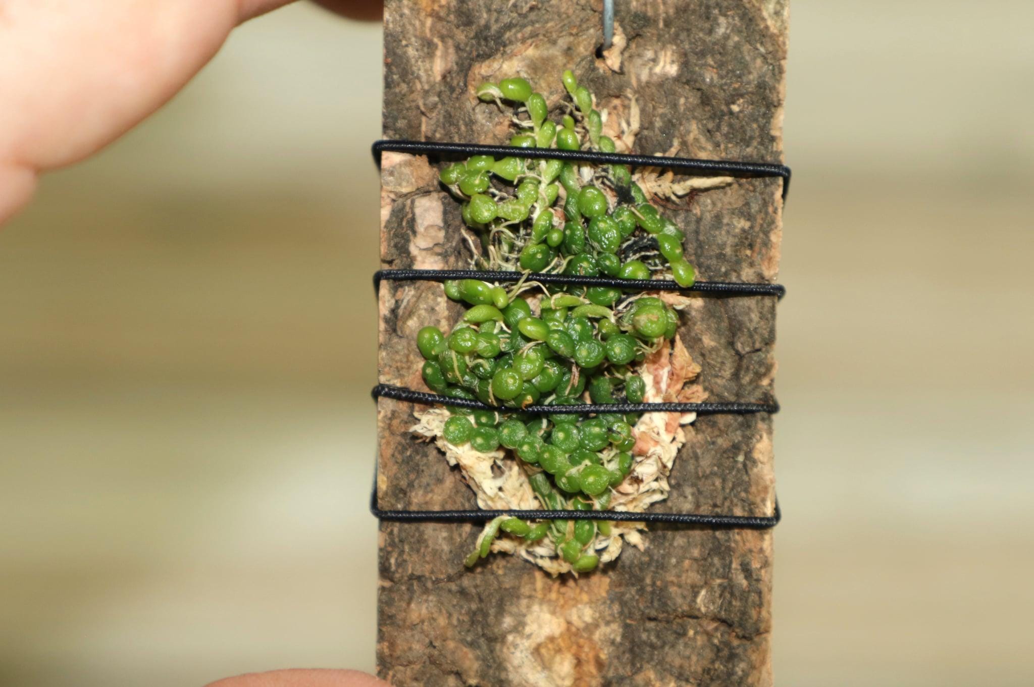 BULBOPHYLLUM MONILIFORME Micro Miniature Orchid Mounted - Etsy