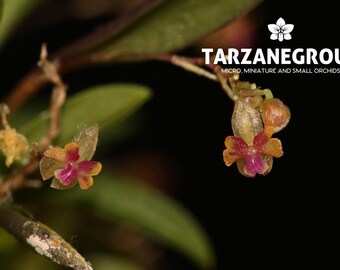 LEPANTHES MARIPOSA Miniature Orchid Mounted