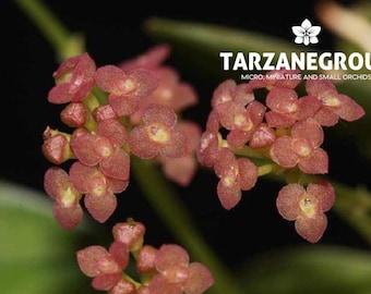 STELIS UMBELLIFORMIS Miniature Orchid Potted