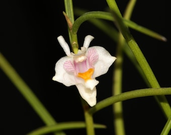 DENDROBIUM HEOKHUII Small Orchid Potted