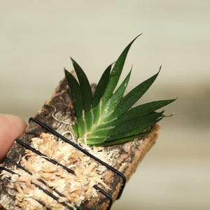 MACROCLINIUM XYPHOPHORUS Small Orchid Mounted image 7