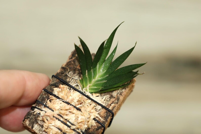 MACROCLINIUM XYPHOPHORUS Small Orchid Mounted image 7