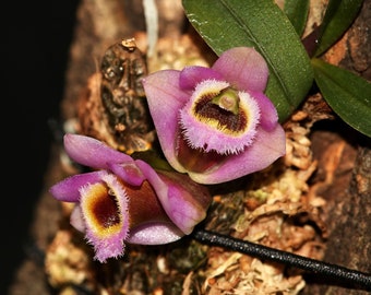 DENDROBIUM FUSCIFAUCIUM Miniature Orchid Mounted