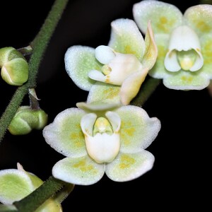 CHILOSCHISTA PARISHII "GREEN" Small Leafless Orchid Mounted