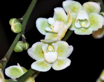 CHILOSCHISTA PARISHII "GREEN" Small Leafless Orchid Mounted