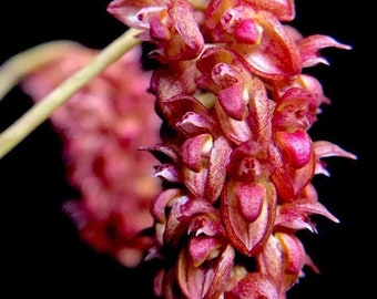 BULBOPHYLLUM TRISTE Small Orchid Mounted