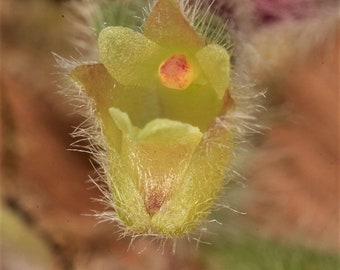 TRICHOTOSIA DASYPHYLLA Miniature Orchid Mounted