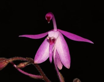 SPATHOGLOTTIS HARDIGIANA Small Terrestrial Orchid