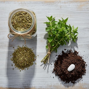 Organic Mexican Oregano Seeds - Etsy