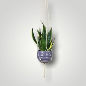 May include: A purple ceramic planter with a snake plant hanging from a macrame plant hanger.