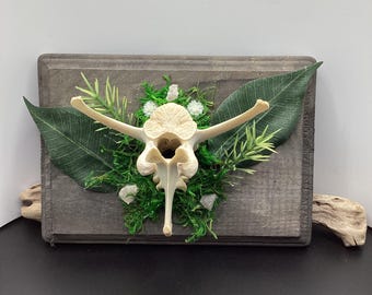 Real ethically sourced deer vertebrae mounted -bone mount B9