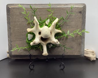 Real ethically sourced deer vertebrae mounted -bone mount A8