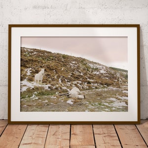White horses, Animal photography, Sierra Nevada, Andalucia, Spain, nature, outdoor photography, Fine Art Print, Home Decor