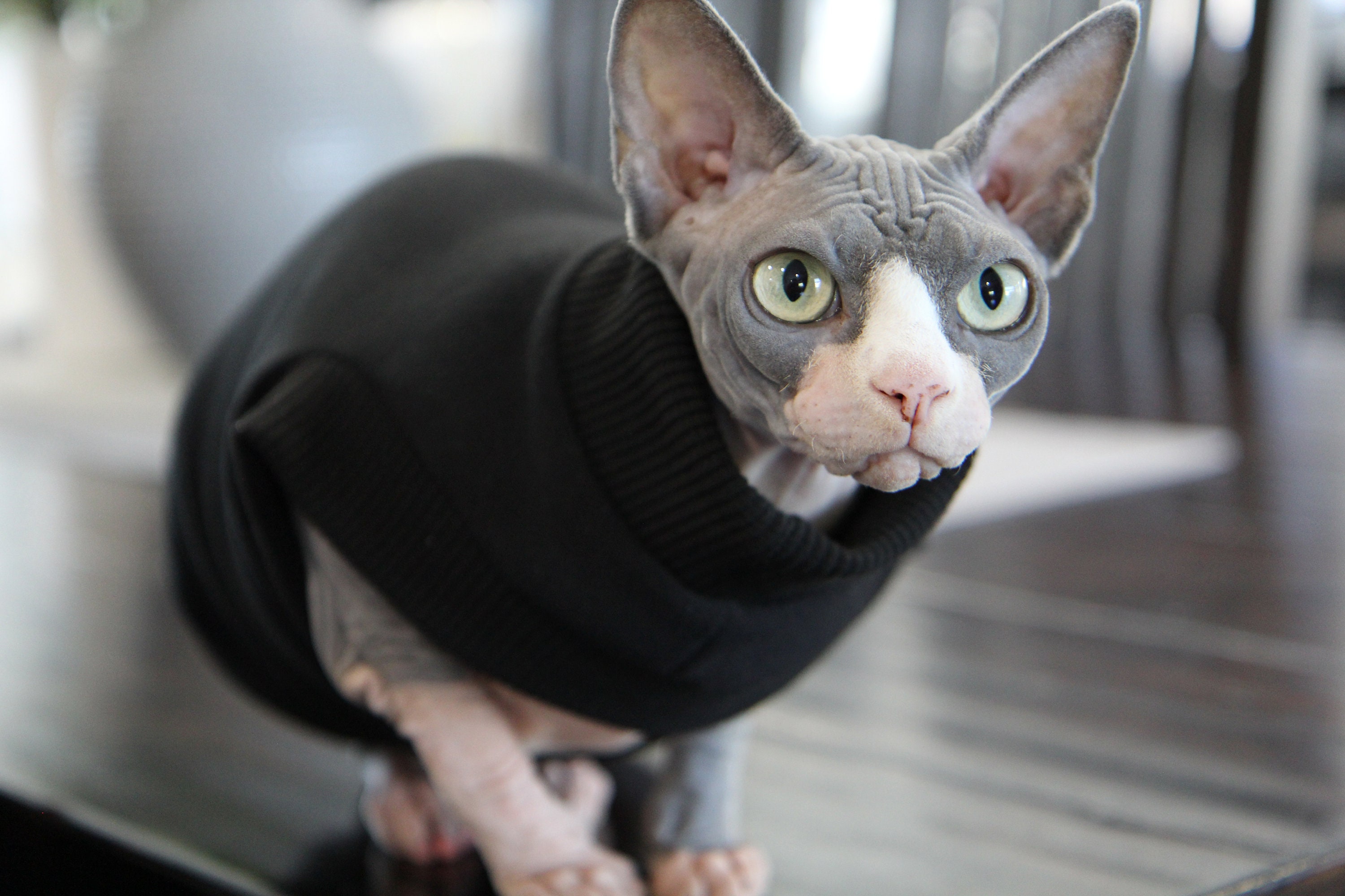 The Cat Face Jacket  The North Face Jacket for Sphynx, Jacket for Cat