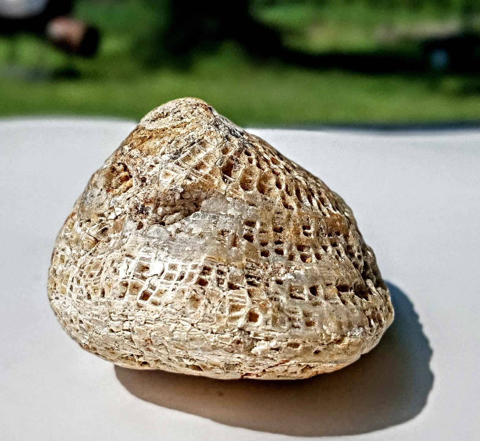 Favosites, Charlevoix Fossil Coral from Lake Erie