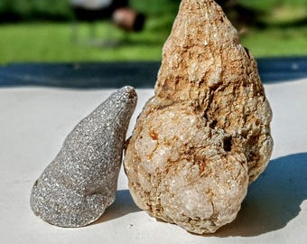 Fossilized Horn Coral/Geodized Horn Coral Set