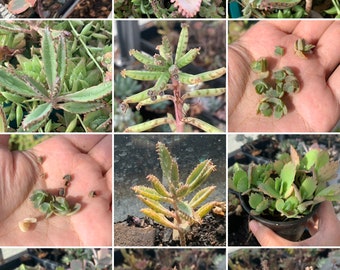 10/30 Assorted Mother of thousands collection / Kalanchoe assorted Plantlets (including "pink butterfly")