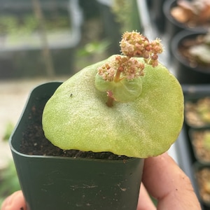 Very Rare Crassula Umbella wine Cup Plant under Dormancy Now - Etsy