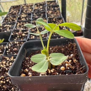 May include: A set of three ceramic mugs with a speckled, matte finish. The mugs are in shades of cream, light gray, and dark gray. Each mug has a simple, minimalist design, perfect for coffee or tea.