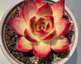 Echeveria Agavoides “Robin” x “ Ebony” 20/50/100 seeds