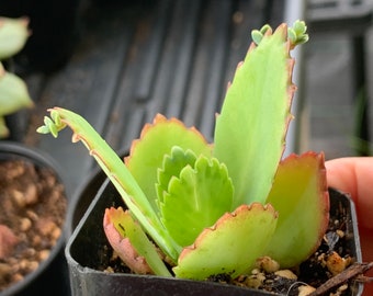 3 Mother of thousands / Kalanchoe daigremontiana Live Plants