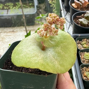 Very Rare Crassula Umbella wine Cup Plant under Dormancy Now - Etsy