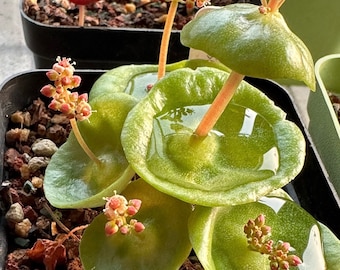 Rare Crassula Umbella "Wine Cup"  Seeds