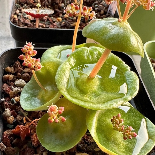 Rare Crassula Umbella "Wine Cup"  Seeds