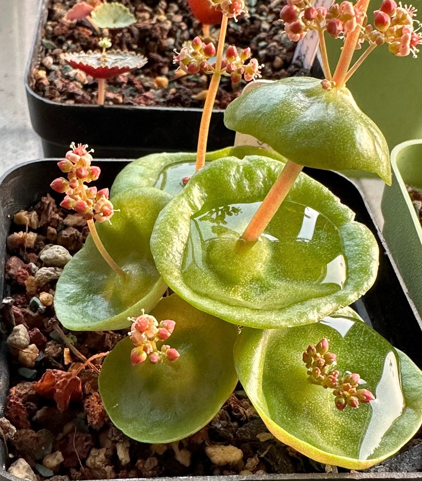 Rare Crassula Umbella Rare Crassula Umbella