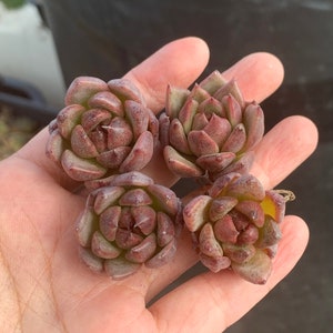 Rare Imported Korean Succulent--Echeveria Black Queen