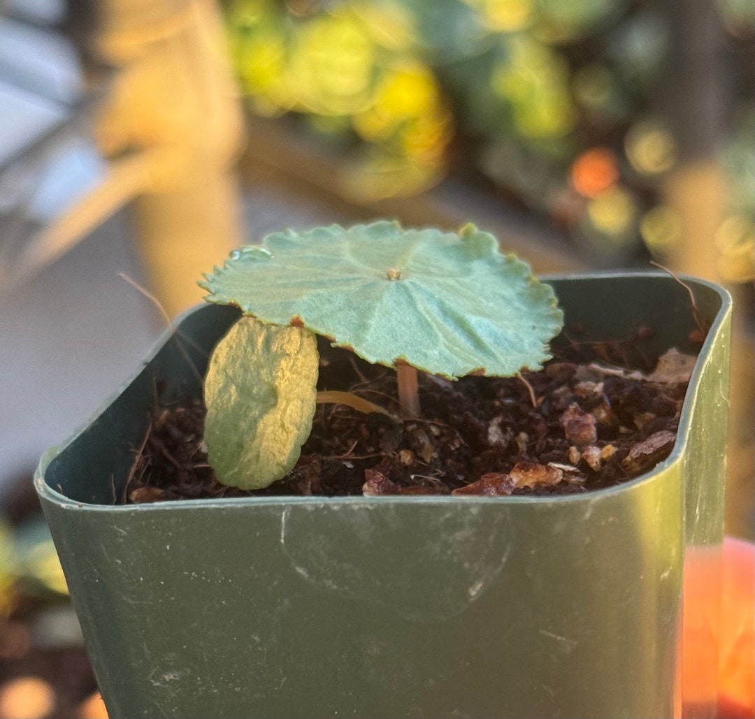 Very Rare Crassula Umbella wine Cup Plant - Etsy